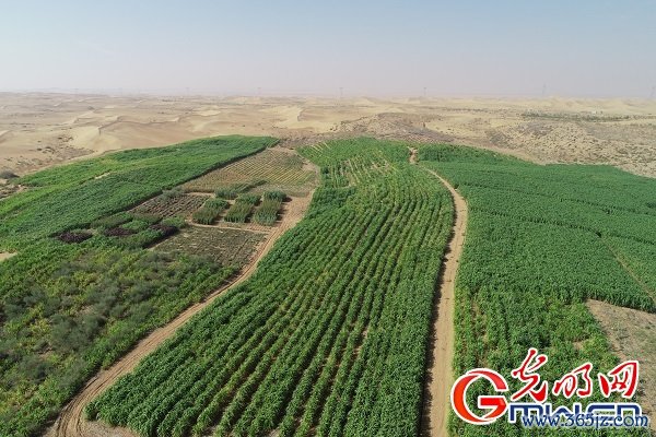 【我是一线党代表】林占熺代表：发扬菌草精神 传播菌草技术